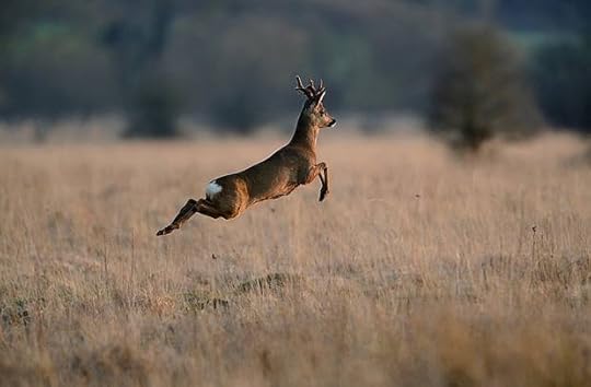 a leaping roe deer