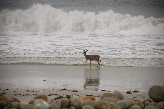 Deer in Ocean Surf by photographer Connie Cooper Edwards