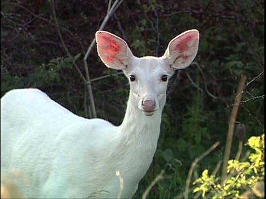 White doe