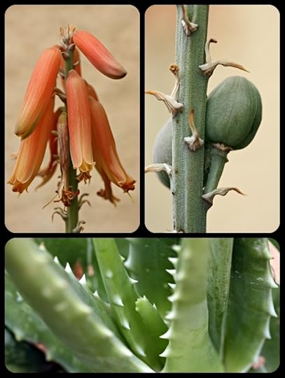 Aloe Page