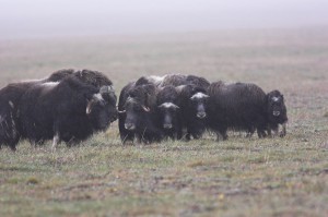 muskox
