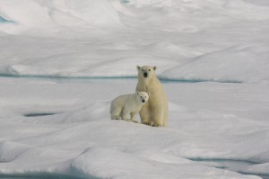 PolarBearsJamesandAmy