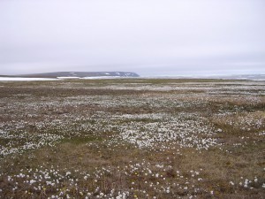RFEandWrangel2005 634