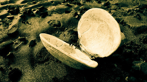 Clam Shell