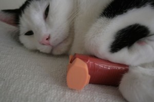 cat_with_inhaler