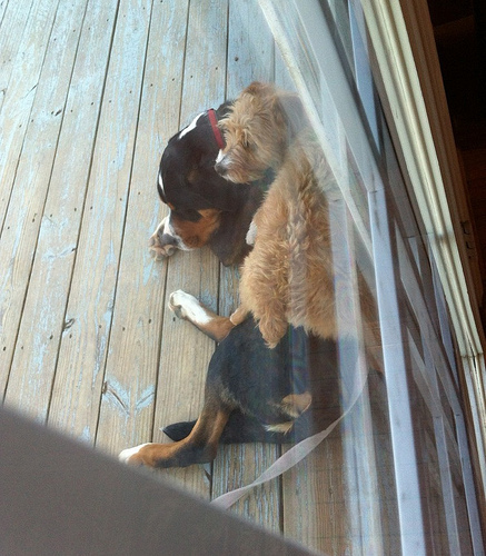 Ginger Uses Cooper as a Dog Bed