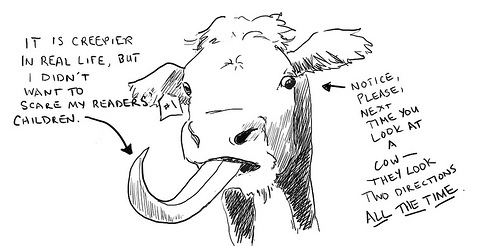 cow