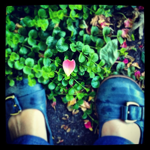 Petal heart. Found in a walk with True this morning.