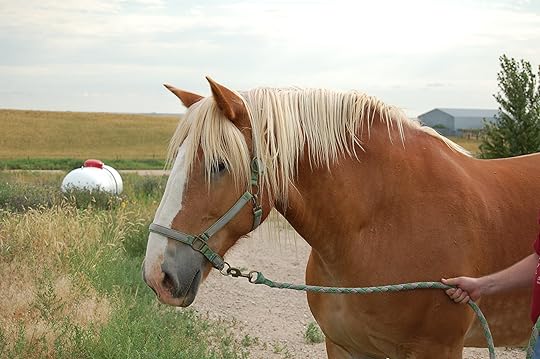 A noble steed named Aramis, after a character in The Three Musketeers. 