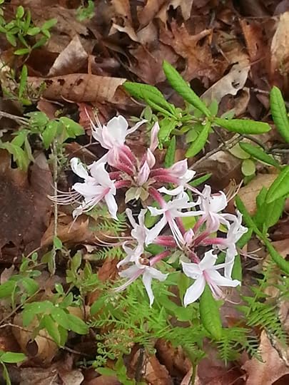 Mountain Laurel