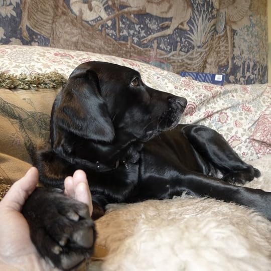 Hand and Paw