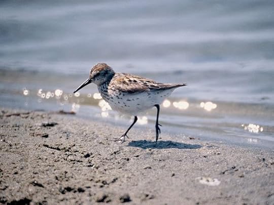 common-sandpiper_504_600x450