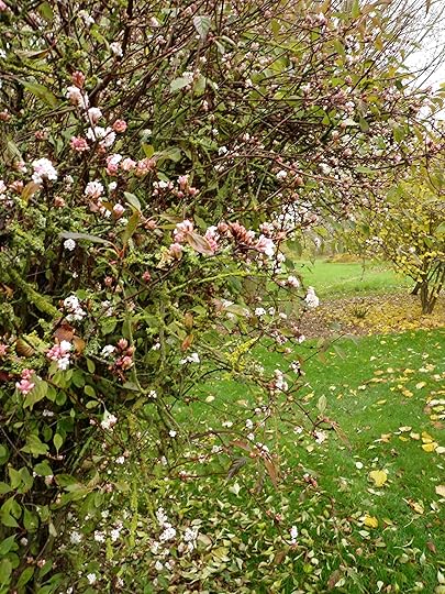 Viburnum bodnantense