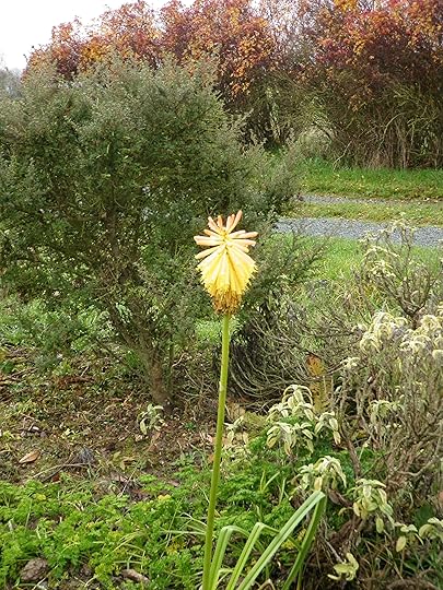 Kniphofia rooperi