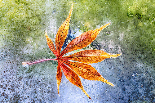 Wet Adherence by Harold Davis