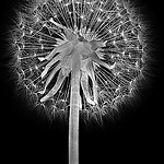 dandelion superio
