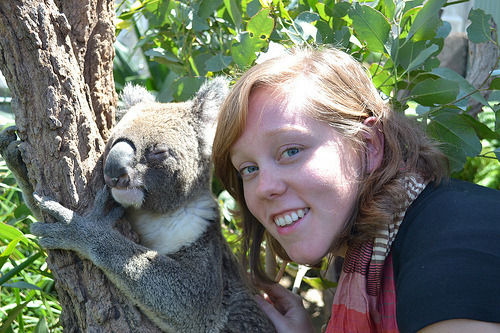 KOALA!