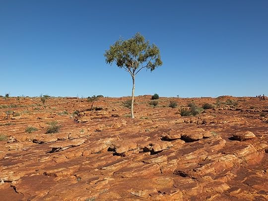 Gum at King's Canyon