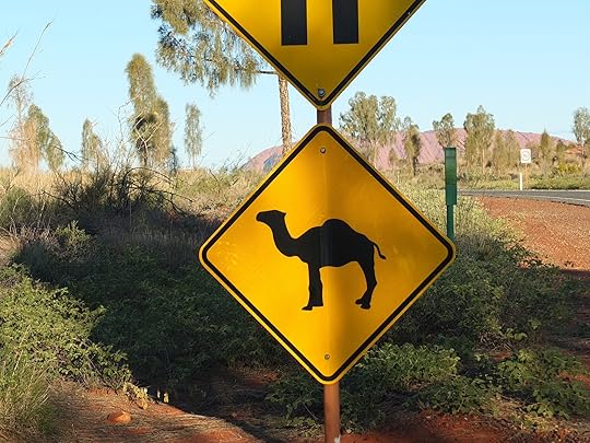 Wild Camels