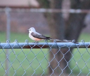 Scissortailflycatcher2