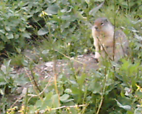 Ground Squirrel at Logan Pass - Photo by Lesa Campbell