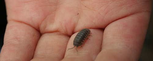 Photo credit: Jinx! (Flickr)