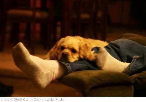 'Day 360: What Are Dogs For' photo (c) 2009, Quinn Dombrowski - license: http://creativecommons.org/licenses/by-sa/2.0/