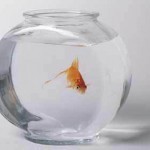 goldfish bowl