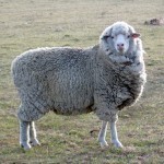 ewe