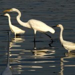 egrets