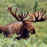 moose-11