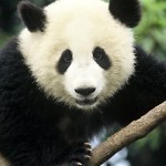 panda
