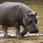 hippo
