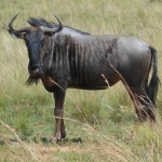 gnu