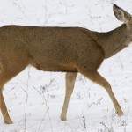 deer