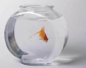 goldfish bowl