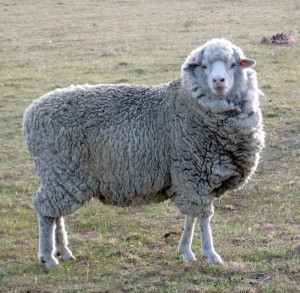 ewe
