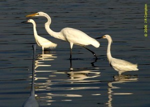 egrets