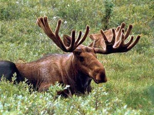 moose-11