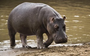hippo