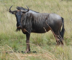 gnu
