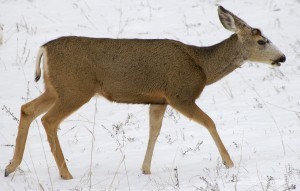 deer