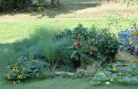 our garden