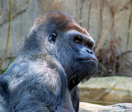 565px-Gorilla_2582