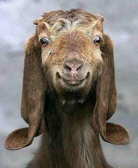 goat