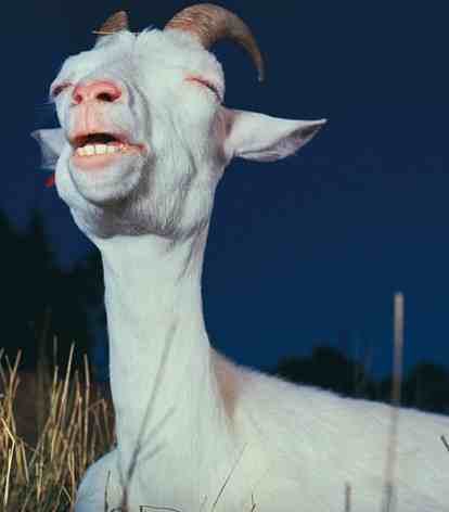 goat