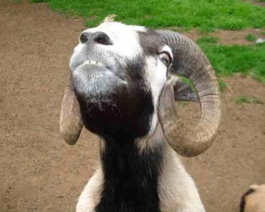 goat