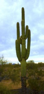Carnegiea Gigantea - The Wondrous Saguaro