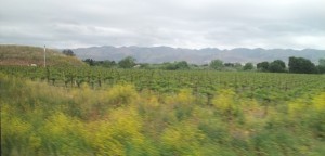 vinyard