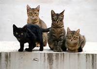 Charles Bukowski, cats, poetry, death